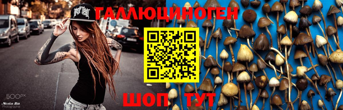 Псилоцибиновые грибы Psilocybine cubensis Осинники